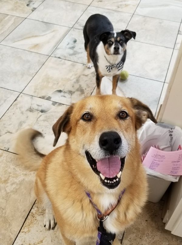 happy dogs new
