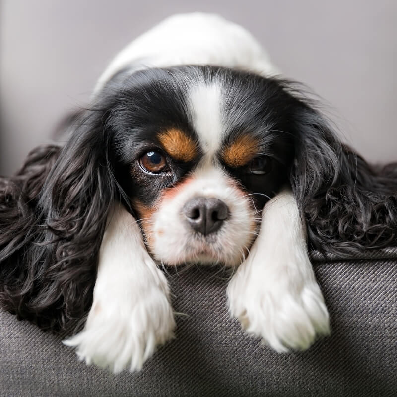Heartworm Tests