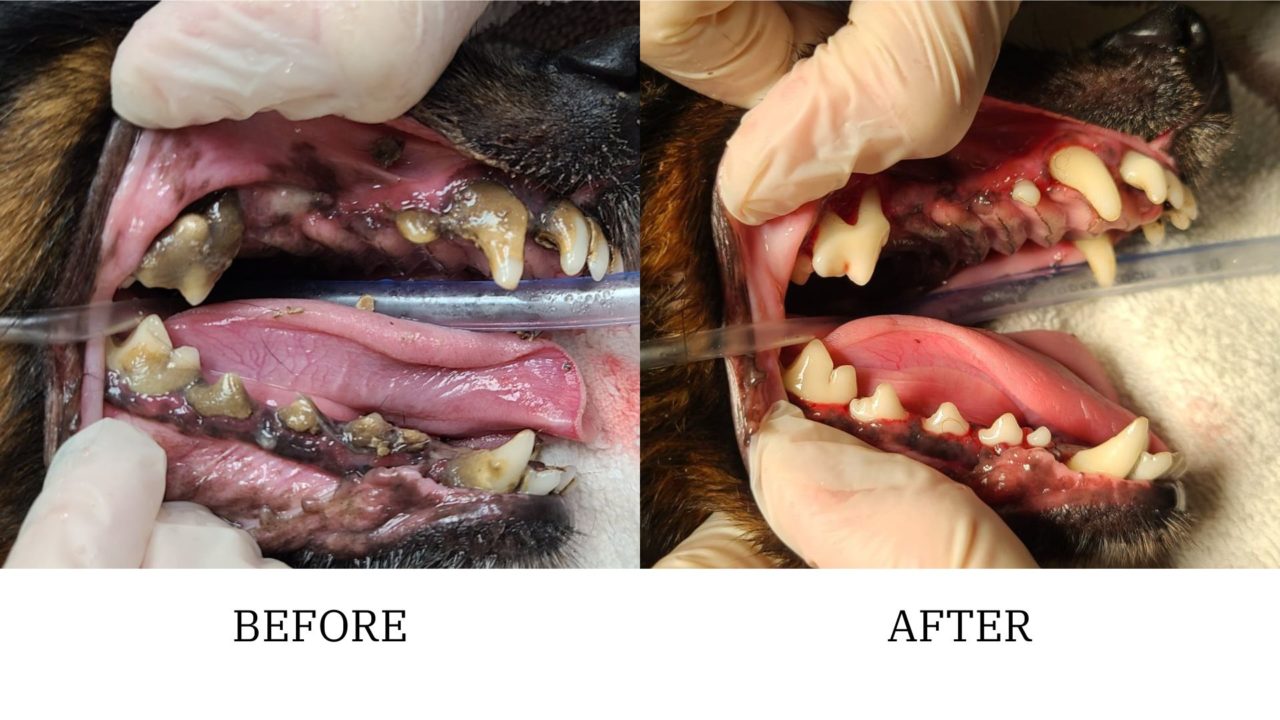 Pet Dental Cleanings Eureka, MO My Vet Animal Clinic