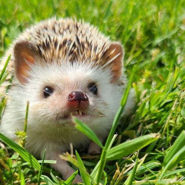 Hedgehog (2)