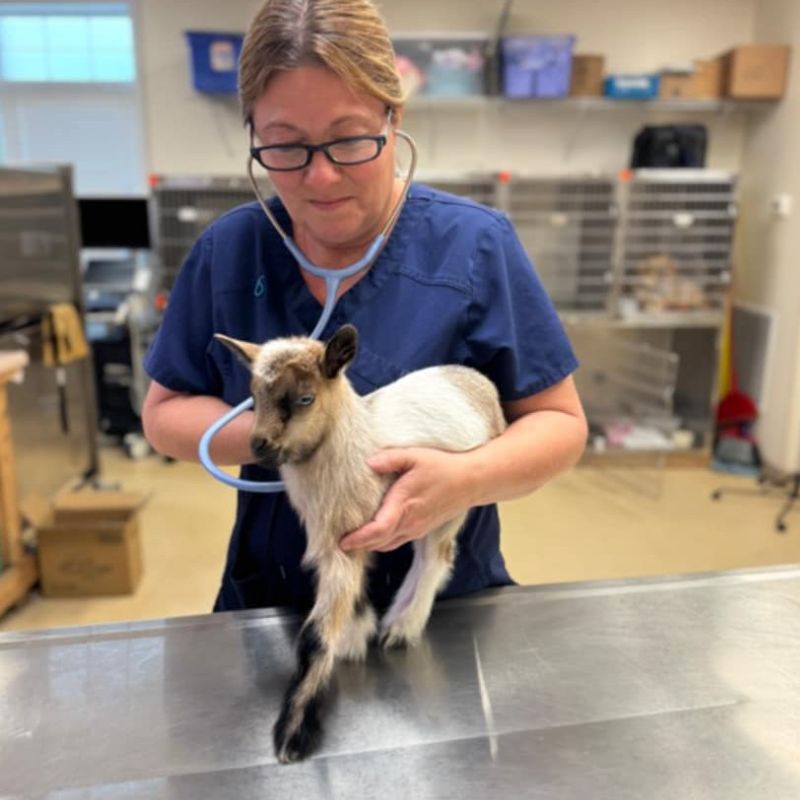 a dog lying on a table